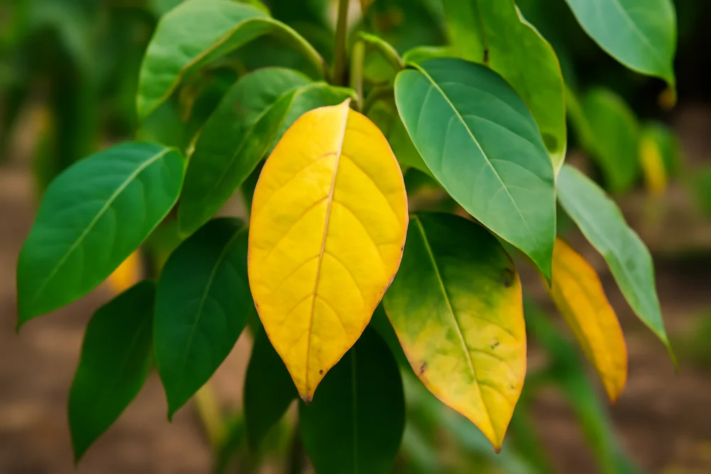 Жовтіючі листки рослин, що свідчать про дефіцит поживних елементів.