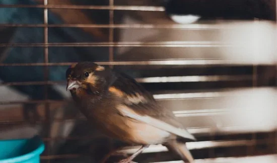 Огляд птахів для утримання в будинку