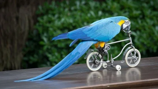 Як завести вдома першого папугу