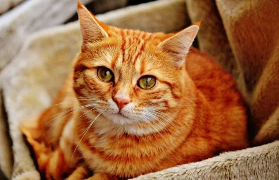 Чим годувати вагітну кішку