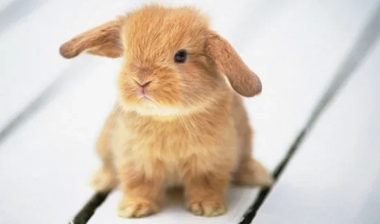 Декоративні гризуни: правила безпечного утримання й догляду