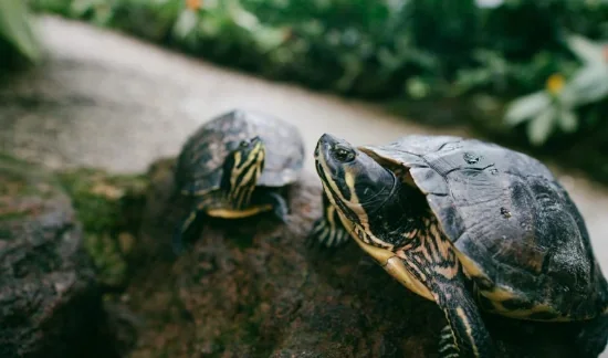 Рептилії: кого можна завести вдома