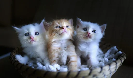 Кого краще завести: кота або кішку