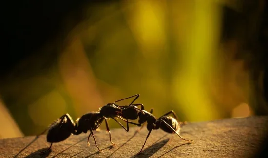 Як вибрати і доглядати за мурашиною фермою